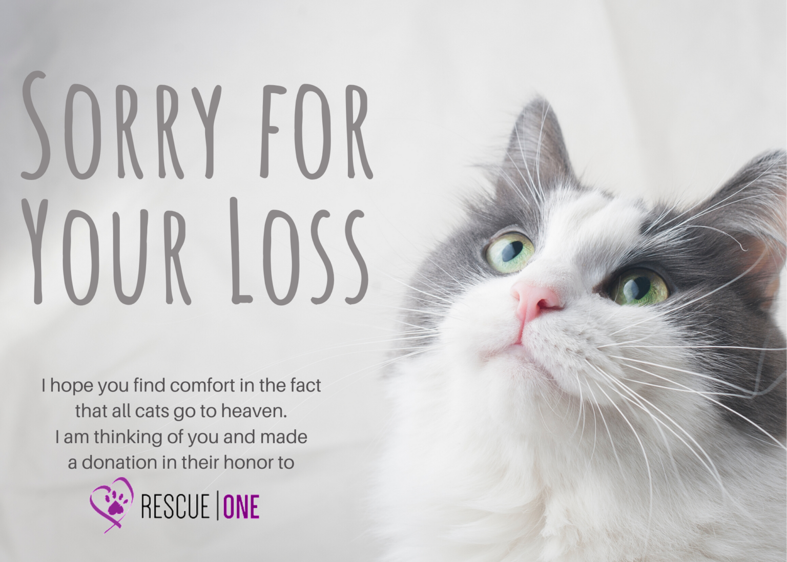 In Memory of a Special Cat Rescue One